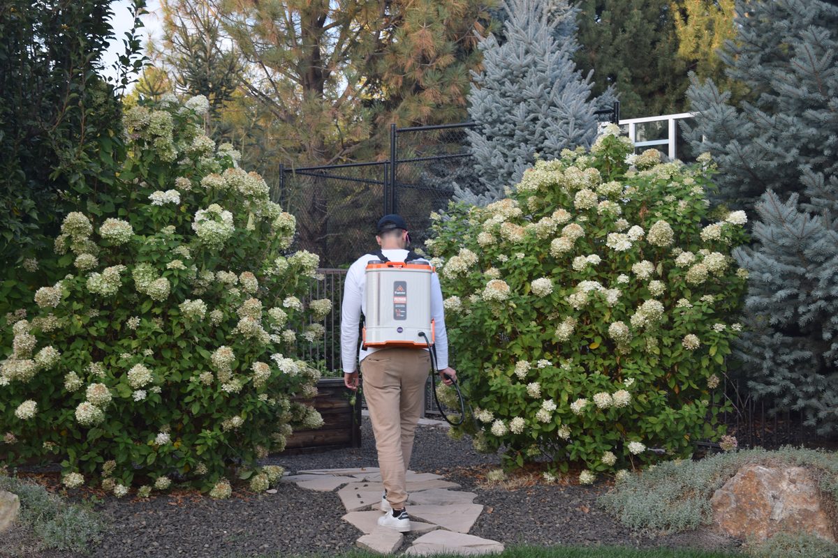 Walking a landscaped yard with a backpack sprayer between flowering shrubs